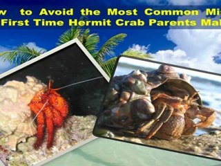 Hermit Crabs Mini Course