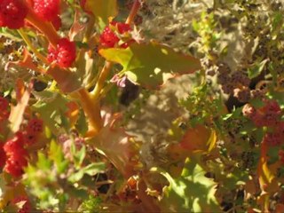 12 MAYIS ETKİNLİĞİ.. SİNEVİZYON...