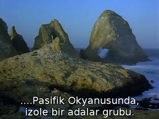 Vahsi Yasam -  (2)