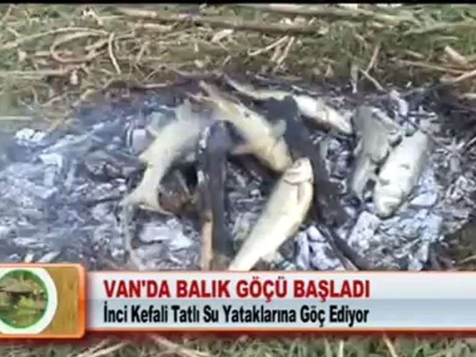VAN’DA BALIK GÖÇÜ BAŞLADI 22.05.2012