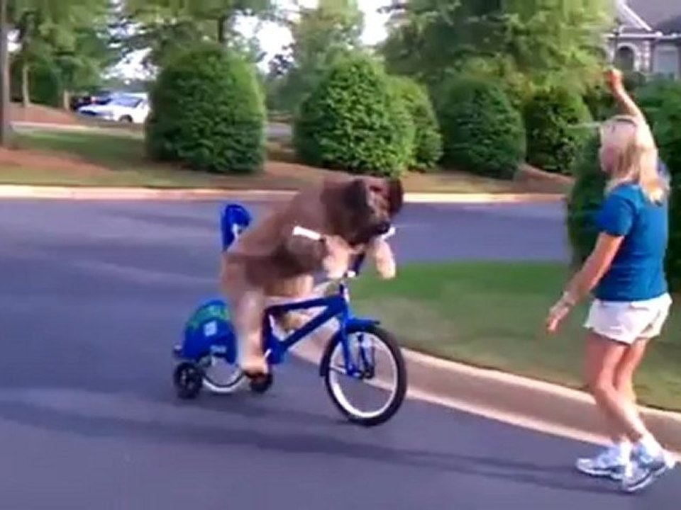 norman-sur-son-velo-video