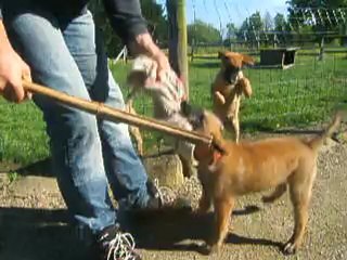 HULK des crocs sentinelles 2 mois