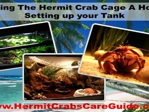 Hermit Crab Cage