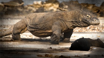 Chasing the Dragon - Trailer