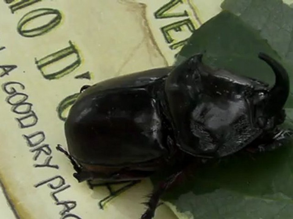 Réveil de l'Orycte Nasicornis avec le chant des cigales