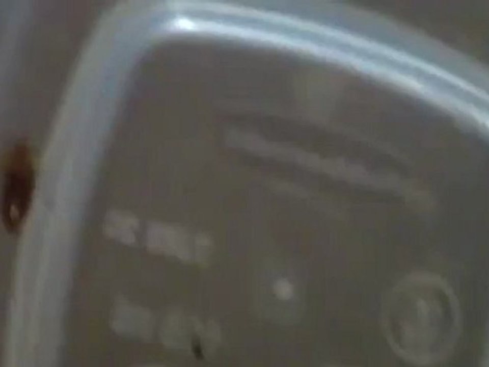 Bed Bug Images | Fully Fed Bed Bug Nice and Fat | Bed Bug Pictures