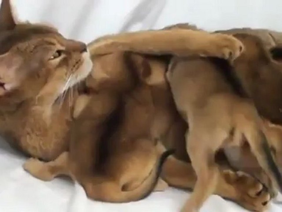Кошки и котята