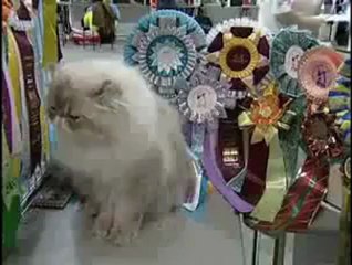 Выставка кошек