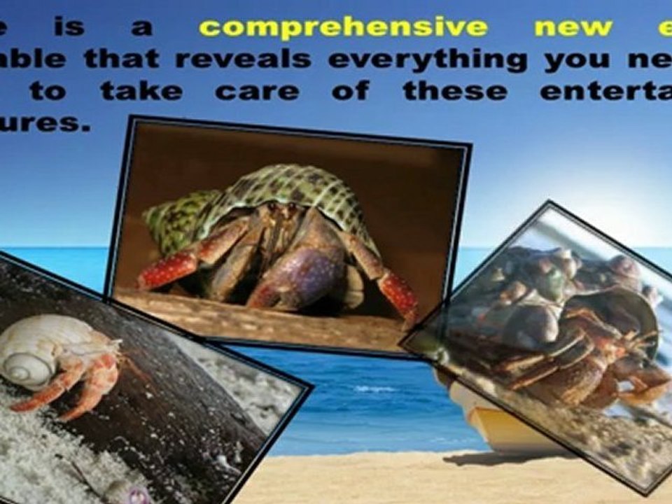 Hermit Crabs Care Guide