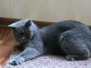 Британские кошки