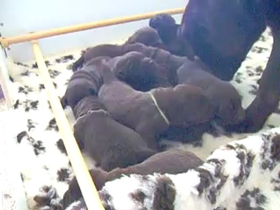 Chiots labrador chocolat de deux semaines - Elevage du Petit Vey