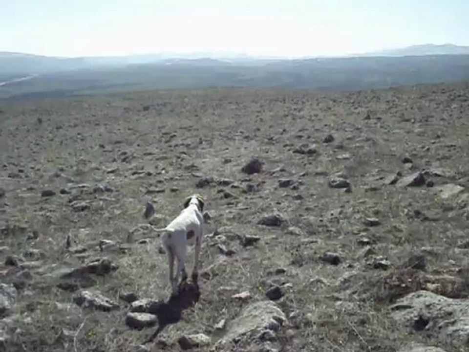Mustang Çil Ferma--K.AVCI