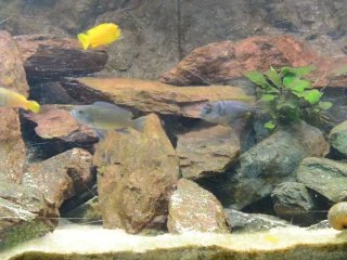 Malawi Tank