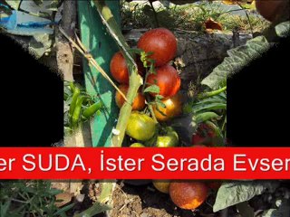 Evsera TEKNOLOJİK TARIM