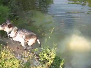 Laïka fait trempette