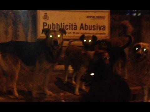Gricignano (CE) - Cani randagi per le strade cittadine (17.05.12)