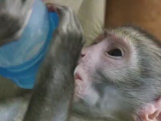 Lequinho, o bebê-macaco