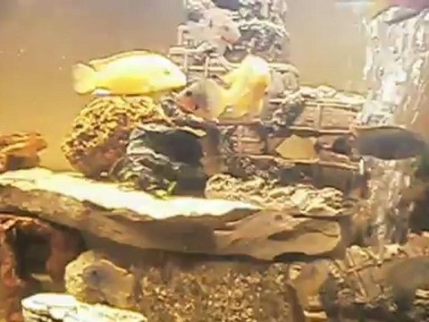 mon aquoi et mes cichlidés!!!!!!!!!!!!!!!