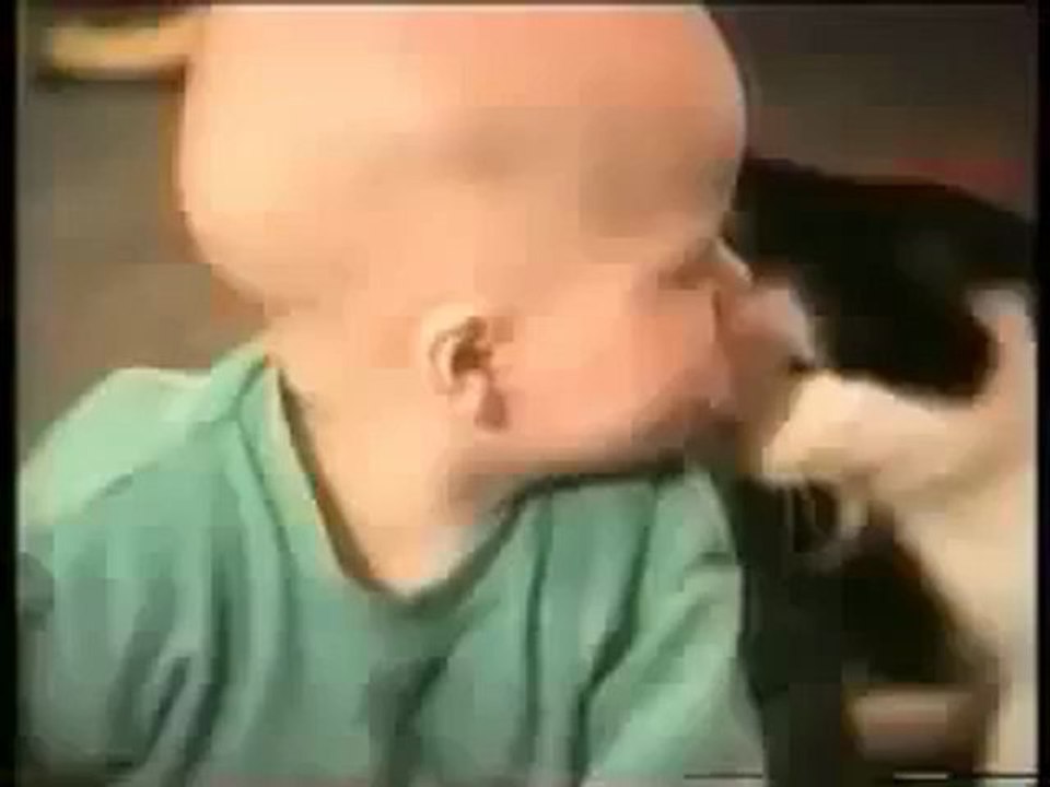 Cамые смешные кошки