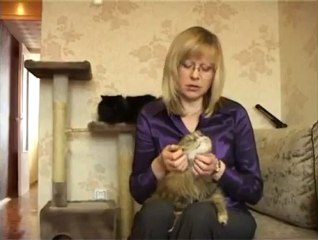 Пушистые кошки