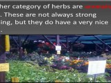 Herbs As A Garden Plant