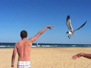 Brad Jayne, le chasseur de mouette