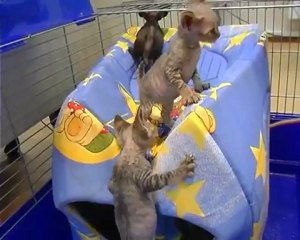 Порода кошек девон рекс