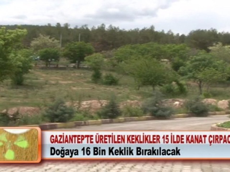 GAZİANTEP’TE ÜRETİLEN KEKLİKLER 15 İLDE KANAT ÇIRPACAK 23 05 2012