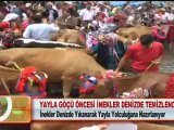 YAYLA GÖÇÜ ÖNCESİ İNEKLER DENİZDE TEMİZLENDİ 23 05 2012