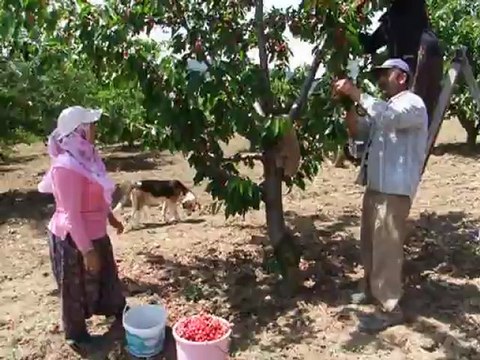 Geyve çine köyü kiraz yetiştiricliği DSCF6250