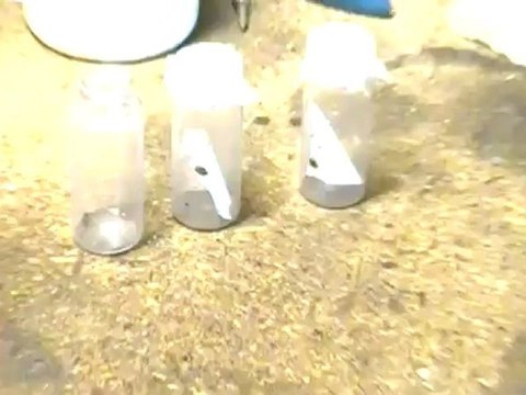 Live Pictures of Bed Bugs | Images of Bed Bugs