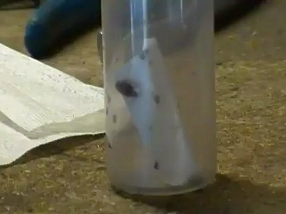 Picture of Bedbugs up Close and Personal | Test Bed Bugs Pictures