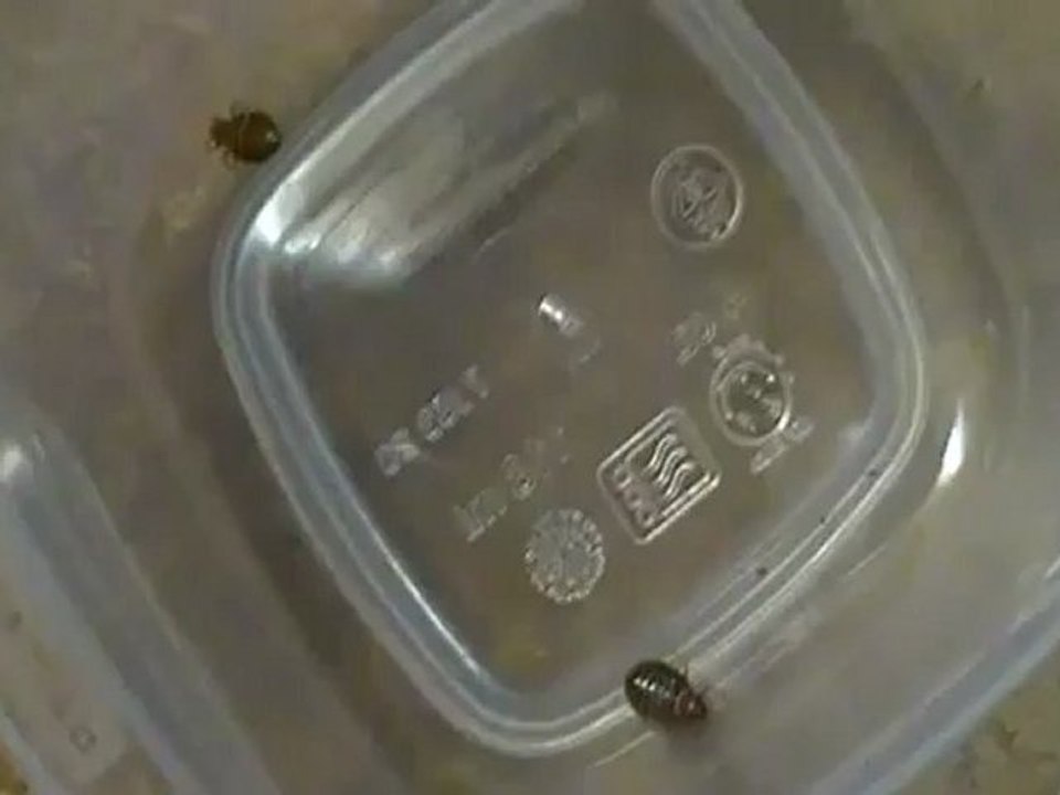 Pictures of Live Bed Bugs | Bed Bug Images | Bedbugs Pictures