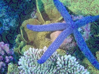 Les secrets de l'océan dans un voyage sous-marin