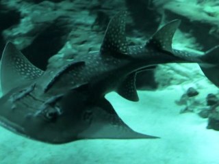 Loisir pour les enfants à Montpellier - Aquarium Mare Nostrum