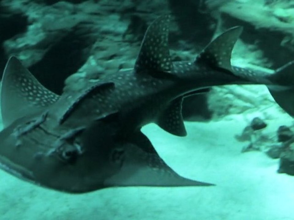 Loisir pour les enfants à Montpellier - Aquarium Mare Nostrum