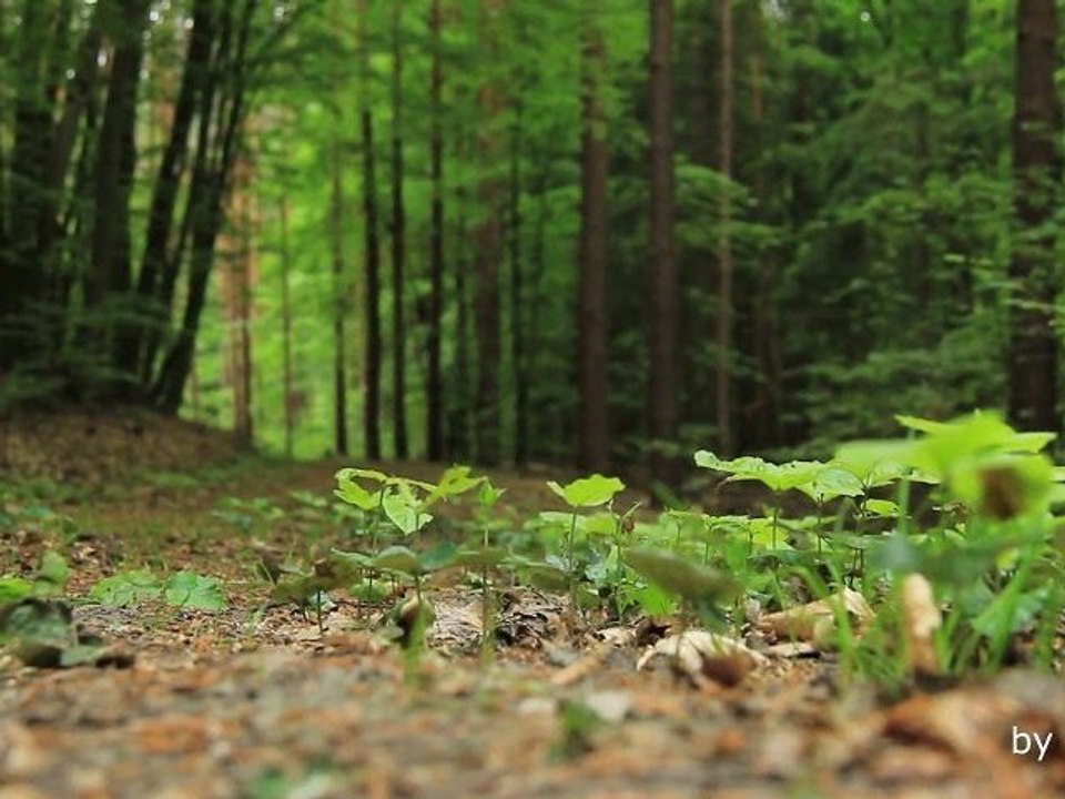 Der Barnimer Forst im Mai 2012, Canon EOS 60D Test