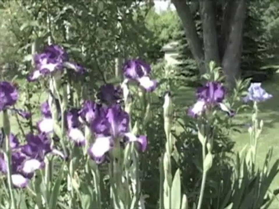 Flowers -- Purple Iris