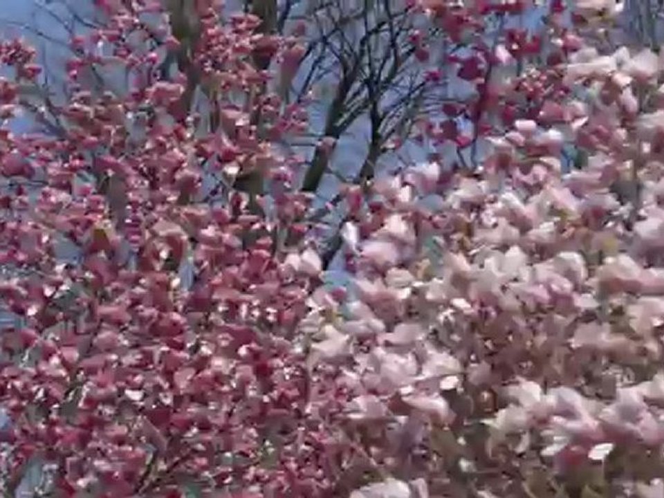 CARGO PUB - Carbone Zéro - Paloma