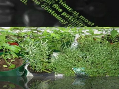 Windowsill Herb Garden