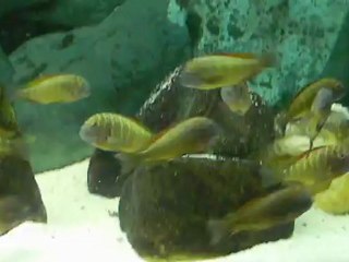 tropheus ilangi 1