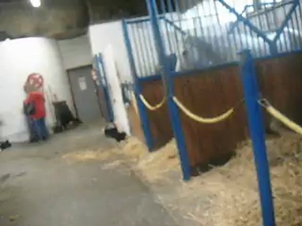 p'tite visite de quelque chevaux de mon club
