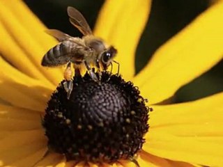 Melihat Gülses --  Tanrıma şükür olsun seni gördüm düşümde