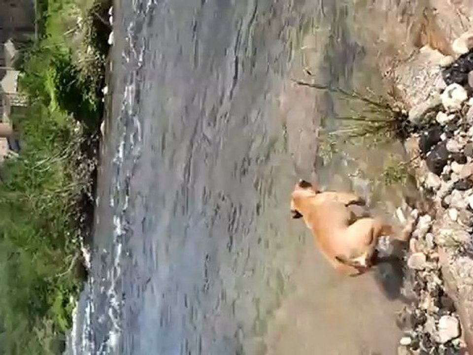 kangourou
