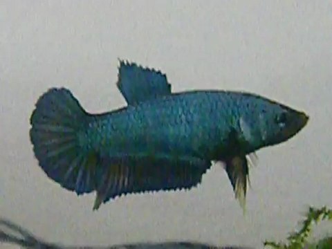 (A vendre) 3 soeurs plakat métalliques