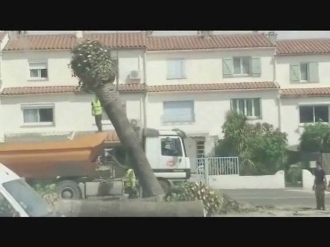 SAINT CYPRIEN: AUX ARBRES CITOYENS