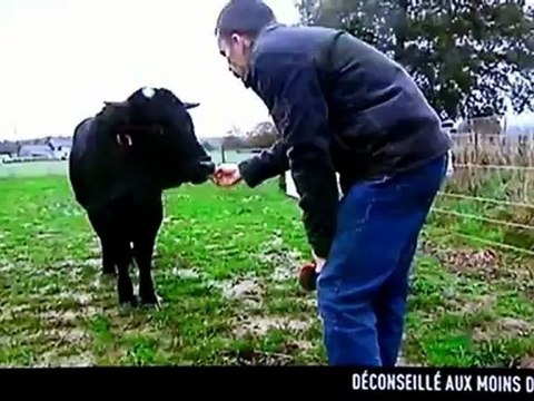 30 Millions d'amis Fadjen taureau de corrida sauvé des arènes