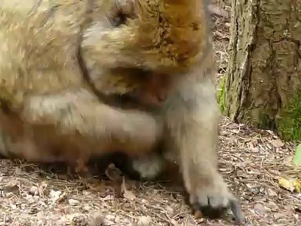 la Montagne des singes