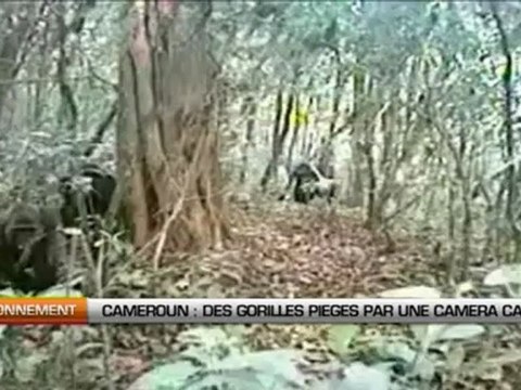 Cameroun Des gorilles piégés par une caméra cachée