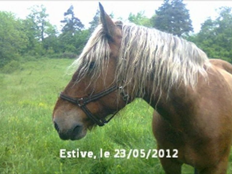 Little Horses On the Prairie